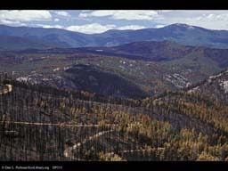 Forest fire: patchy burnt areas 2