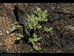 Forest fire: regrowth after 28 days 1