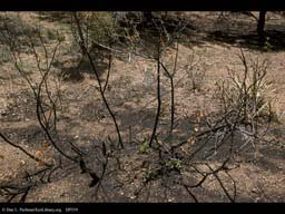 Forest fire: regrowth after 28 days 2