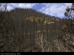 Forest fire: saved home