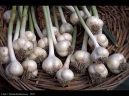 Garlic, Allium sativum
