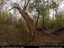 Panorama of ghost chestnut forest Wisconsin