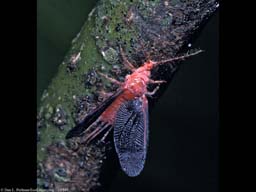Giant scale insect male, Costa Rica