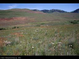 Grasslands, National Bison Range, Montana