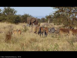 Changing savanna scene, Tanzania (# 2 of 3)