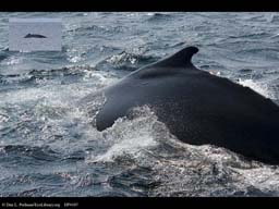 Humpback whale distribution
