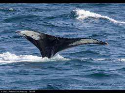 Humpback whale tail flukes identify individuals