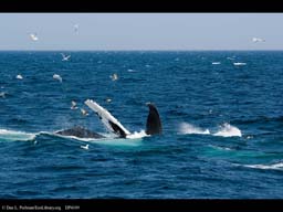 Humpback whale with commensal birds
