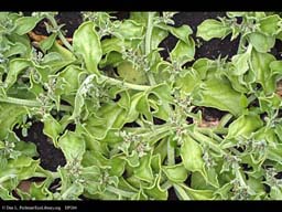 Ice plant, Cryophytum crystallinum