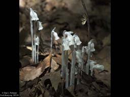 Indian Pipe, a parasite on other plants, Massachusetts