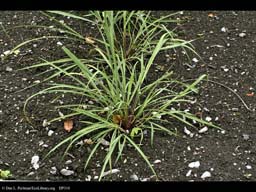Lemongrass, Cymbopogon citratus