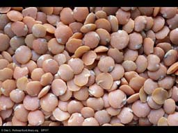 Red lentils, Lens culinaris