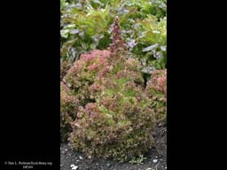 Lettuce, Lactuca sativa