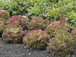 Lettuce, Lactuca sativa