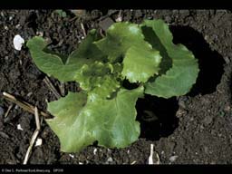 Lettuce, Lactuca sativa