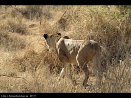 Lioness stalking, Tanzania