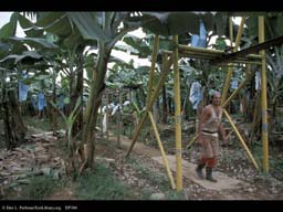 Man pulling banana bunches, Costa Rica