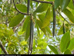 Mangrove propagule, Madagascar