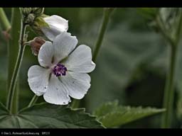 Marsh mallow, Althaea officinalis (close-up)