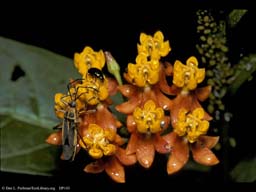 Milkweed and insects: mutualists, herbivores, or competitors, Monteverde, Costa Rica