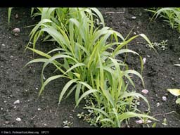 Japanese millet, Echinochloa frumentacea