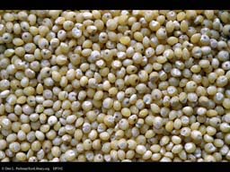 Millet, hulled