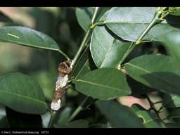 Caterpillar mimics bird excrement