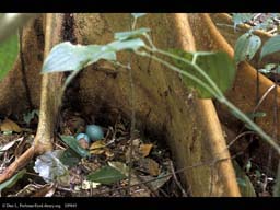 Great Tinamou nest among tree roots, Costa Rica