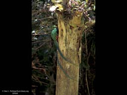 Nesting male Quetzal at nest tree, Costa Rica