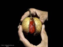 Nutmeg and mace, Myristica fragrans