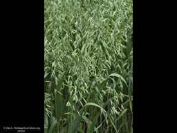 Oats, Avena sativa