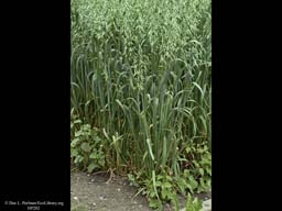 Oats, Avena sativa