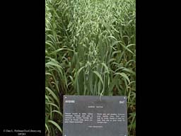 Oats, Avena sativa