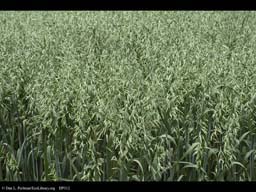 Oats, Avena sativa