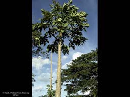 Papaya, Carica papaya