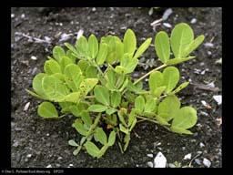 Peanut, Arachis hypogaea