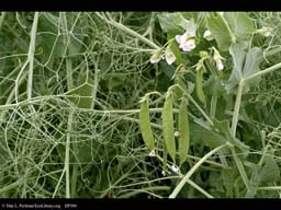 Peas, Pisum sativum, in fruit and flower