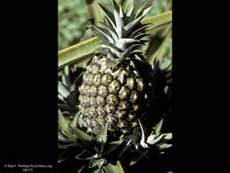 Pineapple, Ananas comosus