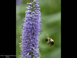 Bumblebee preparing to pollinate speedwell flower