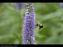 Bumblebee preparing to pollinate speedwell flower