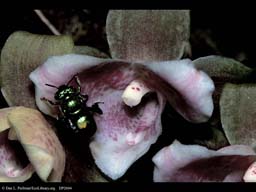Pollination: orchid bee entering orchid, Costa Rica