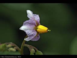 Potato Solanum tuberosum flower (close-up)