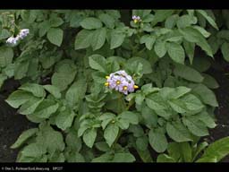 Potato, Solanum tuberosum, in flower
