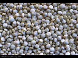 Quinoa, Chenopodium quinoa