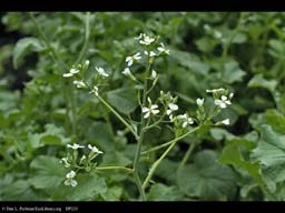 Radish, Raphanus sativus, in flower