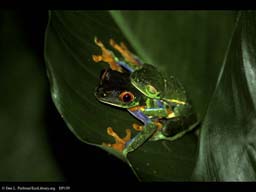 Red-eyed leaf frogs mating, Costa Rica