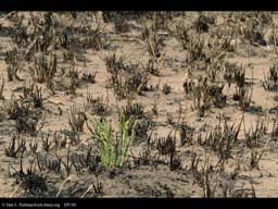 Grassland regrowth after controlled burn, Serengenti, Tanzania