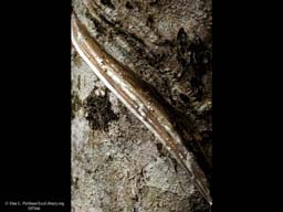 Rubber sap, Hevea brasiliensis