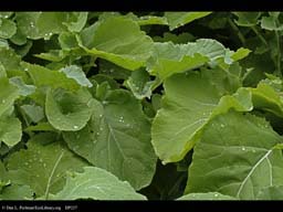 Rutabaga or swede, Brassica napus