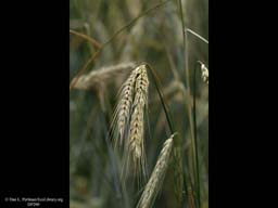Winter rye, Secale cereale
